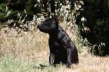 STAFFIE 413
